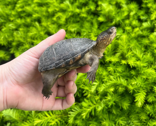 4” Mud Turtle