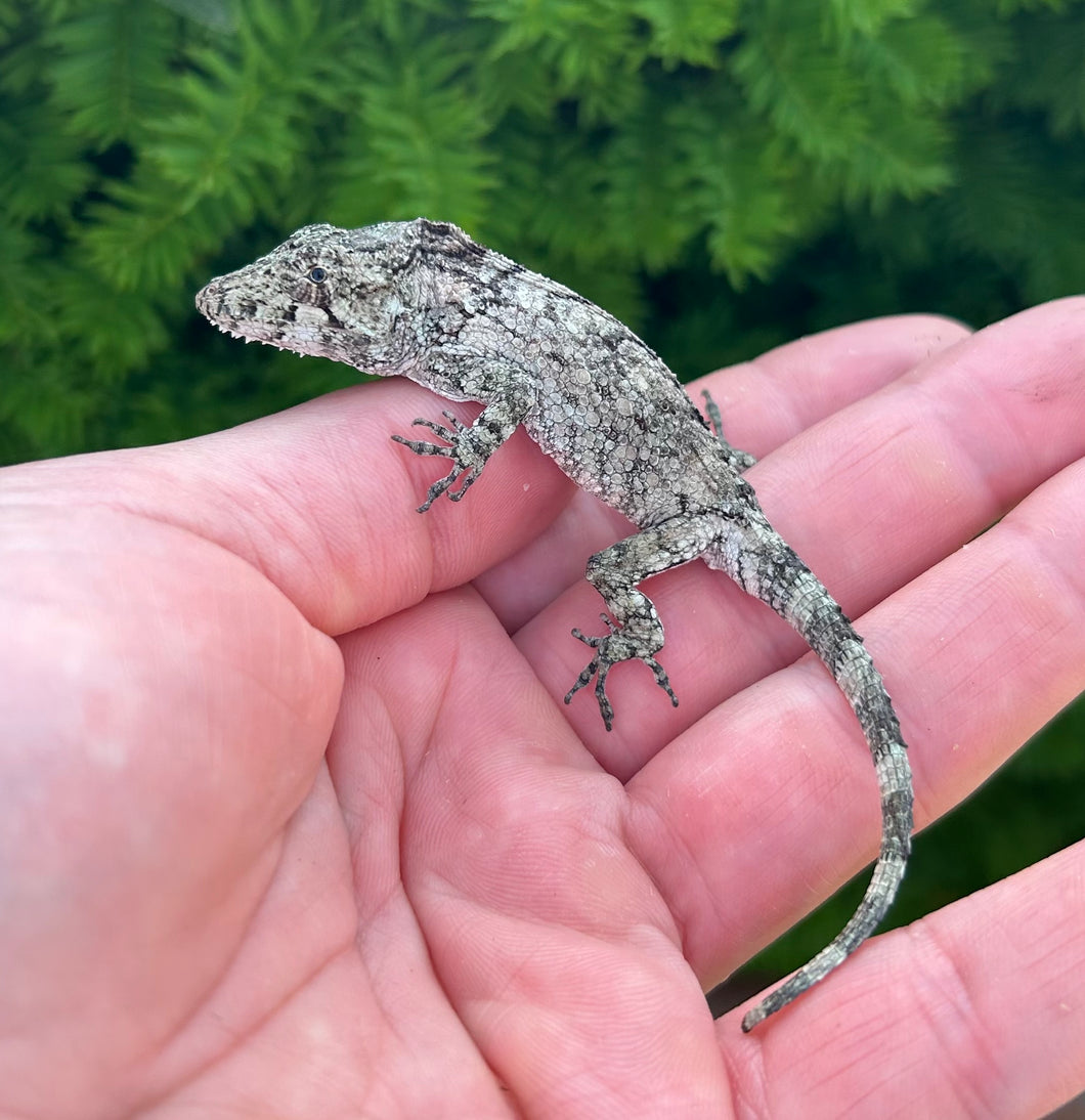 Juvenile Cuban False Chameleon