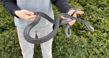 Load image into Gallery viewer, Adult Greater Keeled Ratsnake