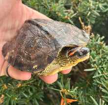 Load image into Gallery viewer, Ornate Wood Turtle