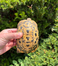 Load image into Gallery viewer, 5”-6” ‘High-Yellow’ Greek Tortoise (2)