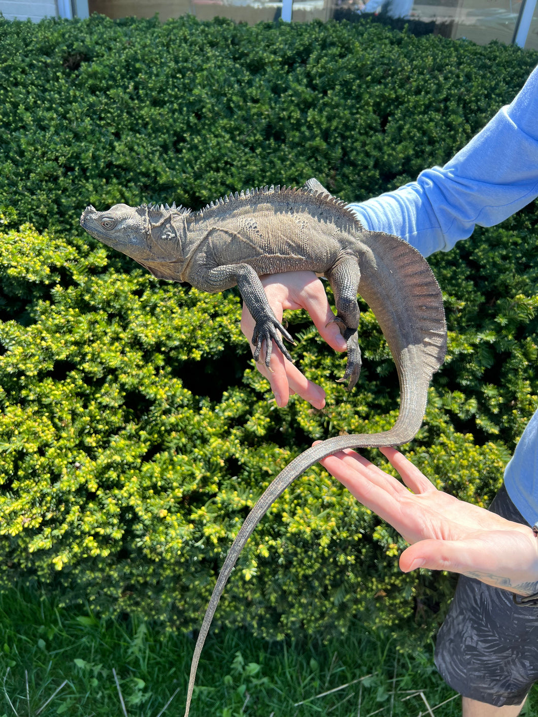 Adult Sulawesi Black Sailfin Dragon (Male)
