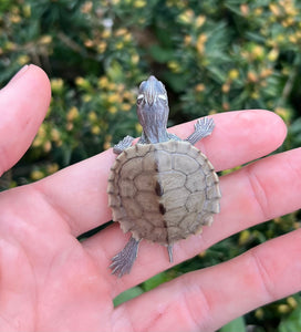 Baby Map Turtle