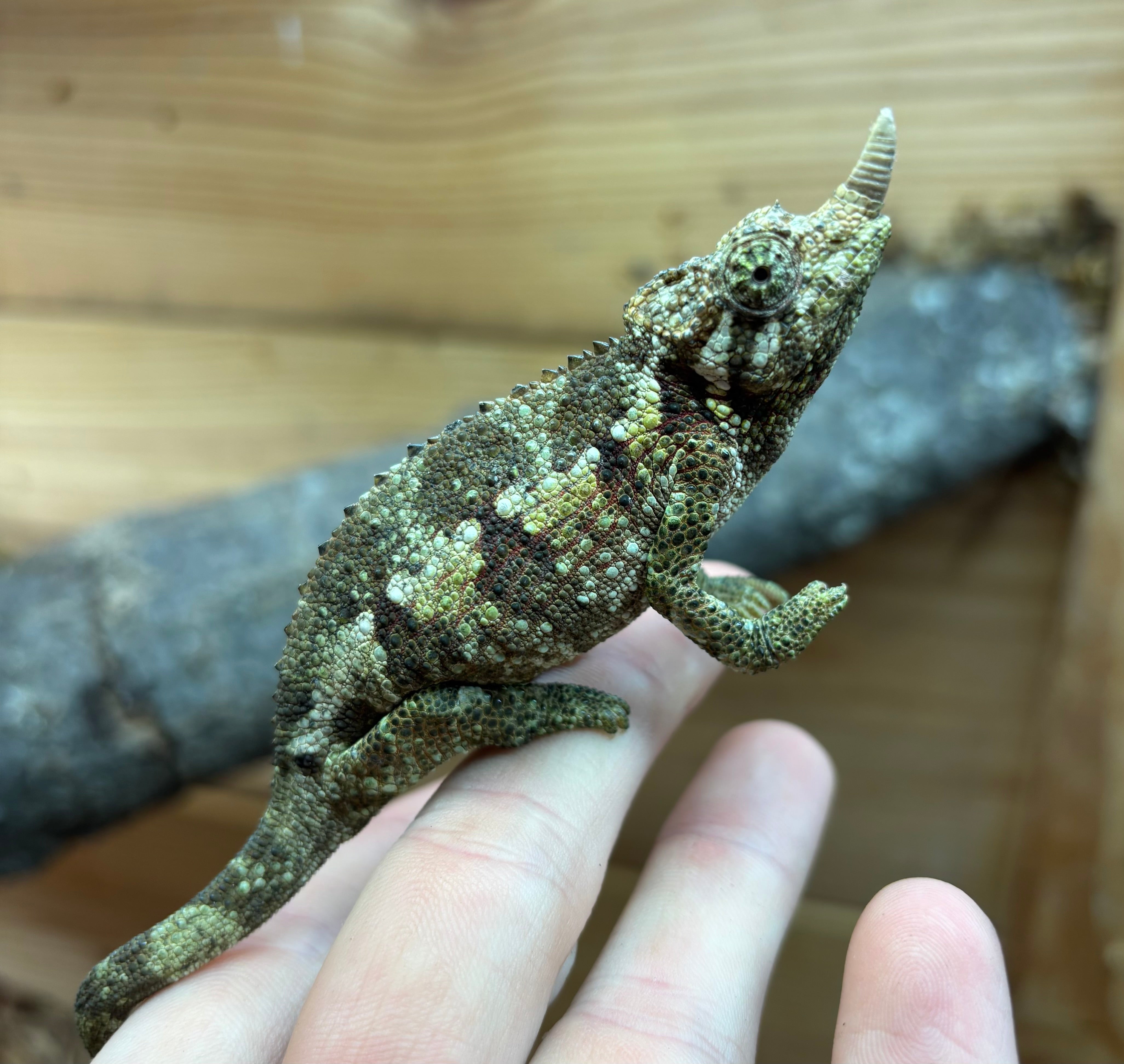 Juvenile Jackson's Chameleon – Scales and Tails of Ohio