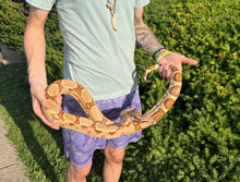 Load image into Gallery viewer, Adult Hypo Boa Constrictor (Female)