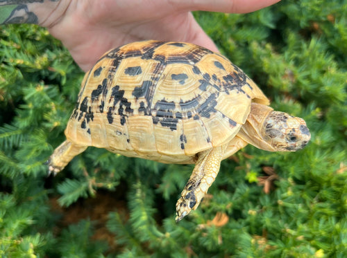 5” Greek Tortoise (Female 1)