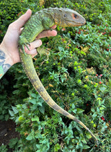 Load image into Gallery viewer, Juvenile Caiman Lizard (3)