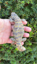 Load image into Gallery viewer, Adult Ornate Uromastyx (2)