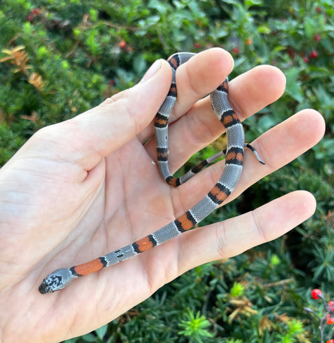 Baby Gray-Banded Kingsnake (Female 2)