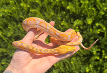 Load image into Gallery viewer, Baby Jaguar Lavender Albino Reticulated Python (Female)