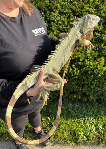 Adult Green Iguana (Male)