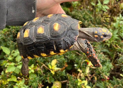 4” Red Foot Tortoise (3)