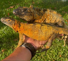 Load image into Gallery viewer, Baby Florida Orange Pectinata Iguana