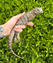 Load image into Gallery viewer, Juvenile Lewisi Rock Iguana (Female 1)