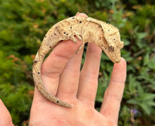 Load image into Gallery viewer, Adult Dalmation Crested Gecko (Female)