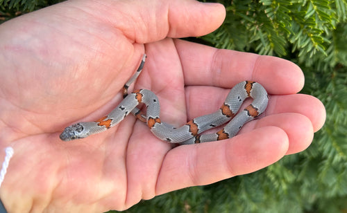 Baby Gray-Banded Kingsnake (Female 1)