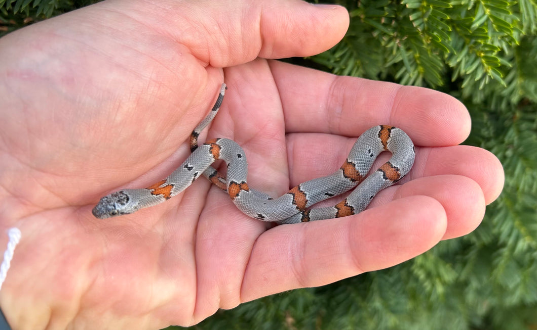 Baby Gray-Banded Kingsnake (Female 1)