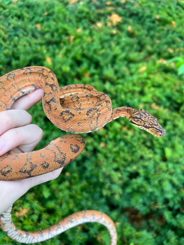 ‘Colored’ Amazon Tree Boa (Male 7)