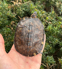 Load image into Gallery viewer, Ornate Wood Turtle