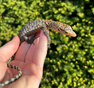 Baby Yellow Quince Monitor (2)