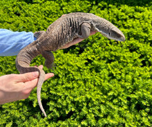 Load image into Gallery viewer, Adult Savannah Monitor