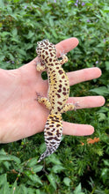 Load image into Gallery viewer, Adult Leopard Gecko (Male 2)