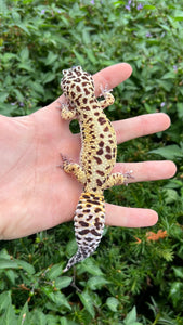 Adult Leopard Gecko (Male 2)