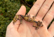 Load image into Gallery viewer, Satanic Leaf-Tailed Gecko (Male 2)