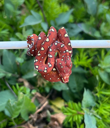 Baby Maroon Biak Green Tree Python (2)