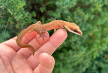 Load image into Gallery viewer, Adult Malaysian Cat Eyed Gecko (Male 1)