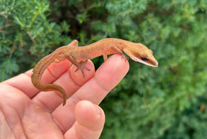 Adult Malaysian Cat Eyed Gecko (Male 1)