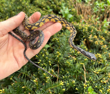 Load image into Gallery viewer, Sub-Adult Halmahera Keeledback Snake