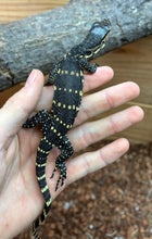 Load image into Gallery viewer, Baby Asian Water Monitor 100% het Black Dragon (4)
