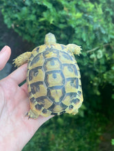 Load image into Gallery viewer, Yearling Hermann’s Tortoise (1)
