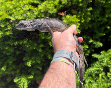 Load image into Gallery viewer, Juvenile Indonesian Giant Sailfin Dragon (1)