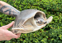 Load image into Gallery viewer, 13” Fly River Turtle (Male)