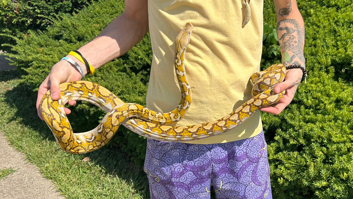 43% Kalatoa/7% Jampea Mochino poss. het Snow Reticulated Python (Femal ...