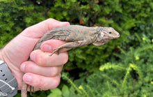 Load image into Gallery viewer, Baby Lewisi Rock Iguana (1)