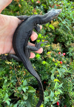 Load image into Gallery viewer, Baby Black Dragon Water Monitor