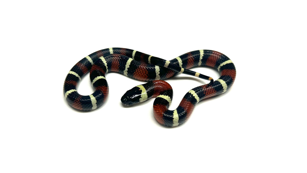 Baby Nelson’s Milksnake het Albino (Male 1)