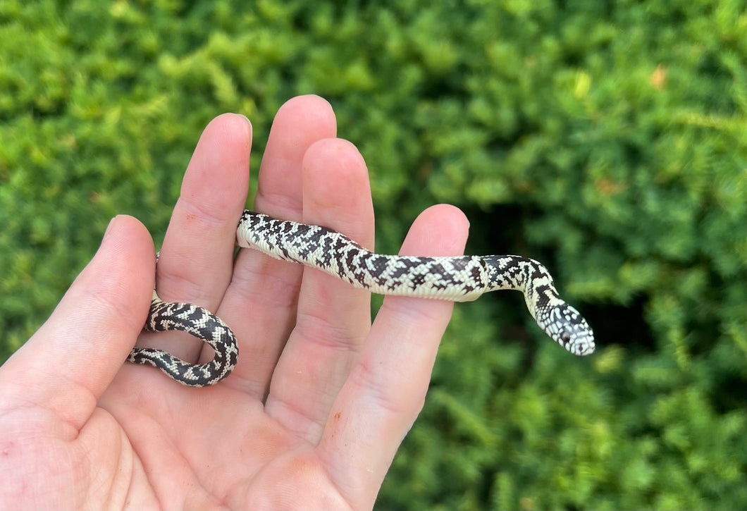 Baby Aberrant Florida Kingsnake (Male 2)