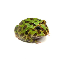 Load image into Gallery viewer, 4” Green Pacman Frog