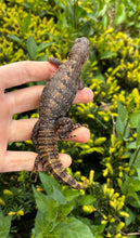 Load image into Gallery viewer, 1.1 Yellowback Spiny Tailed Iguanas