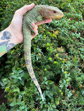 Load image into Gallery viewer, Juvenile Caiman Lizard (2)