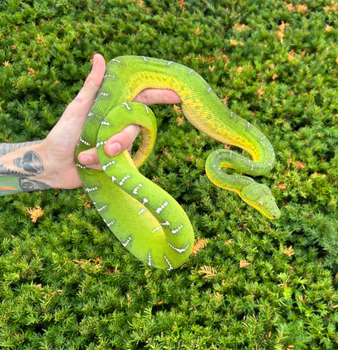 Adult Emerald Tree Boa (Male 4)