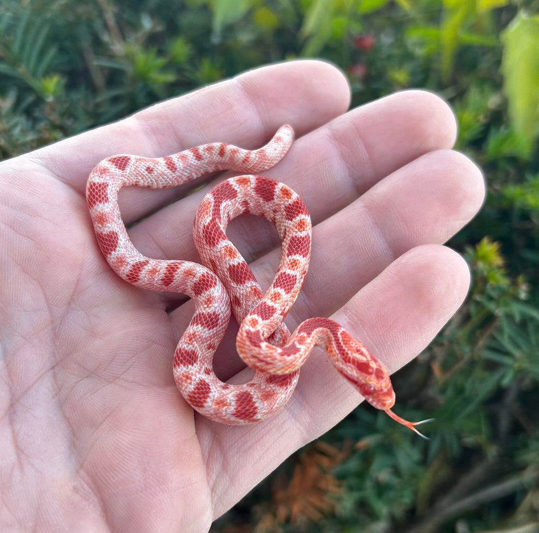 Baby Albino Okeetee Corn Snake