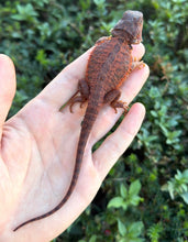 Load image into Gallery viewer, Baby ‘High-Red’ 50% Red Monster Bearded Dragon (2)