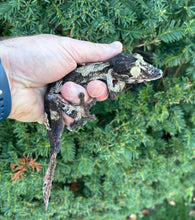 Load image into Gallery viewer, Adult Giant Leaf-tailed Gecko (Male 1)