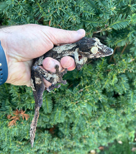 Adult Giant Leaf-tailed Gecko (Male 1)