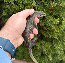 Load image into Gallery viewer, Juvenile Peach Throat Monitor